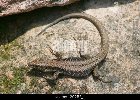 Sandeidechse (Lacerta agilis) Stockfoto