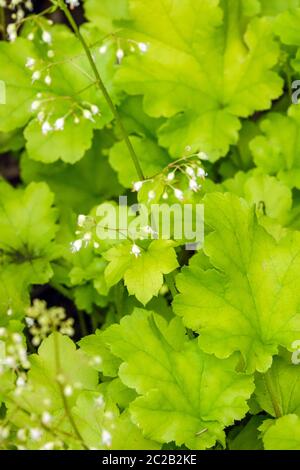 Gartenblätter Weiße Blume Heuchera „Lime Marmalade“ Heuchera Hinterlässt Leuchtendes Limettengrün Laub Heucheras Stockfoto