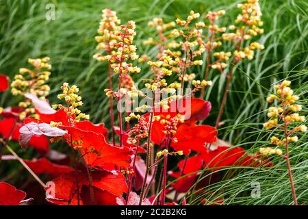 Rote Heuchera „Little Cutie Blondie“ Heuchera Leaves Garden Laub Heucheras Flowers Border Red Leaves June Blume Green Grass Zurück Heuchera „Blondie“ Stockfoto