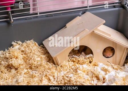 Verschlafener syrischer Hamster stampfte sich durch das Fenster des Holzhauses in ihren Käfig Stockfoto