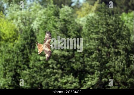 Roter Drachen (Milvus milvus) fliegen Stockfoto