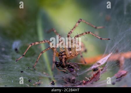 Kleine Spinne frisst eine Fliege Stockfoto