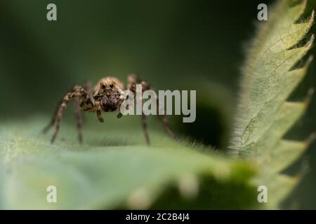 Kleine Spinne auf einem grünen Blatt Stockfoto