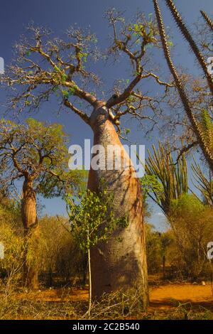 Landschaft mit Adansonia rubrostipa aka fony baobab Baum in Reniala Reserve, Toliara, Madagaskar Stockfoto