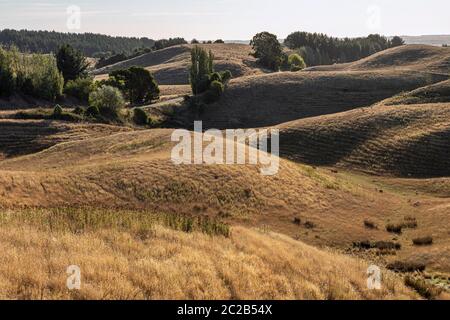 Abendsonne im Pohangina Valley auf der Manawatu Scenic Route in der Nähe von Ashhurst, Manawatu-Whanganui, Nordinsel, Neuseeland Stockfoto