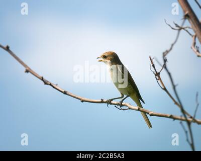 Weibchen Rotrückenwürger Stockfoto