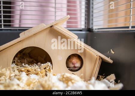 Verschlafener syrischer Hamster stampfte sich durch das Fenster des Holzhauses in ihren Käfig Stockfoto