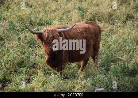 Schottische Hochlandrinder Stockfoto