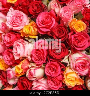 Rosa und rote Rosenblüten Bouquet. Bunte romantische Dekoration von verschiedenen Rosen. Natur floralen Hintergrund Stockfoto