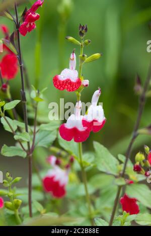 Heiße Lippen Salvia Microphylla Salbei Strauch. Stockfoto