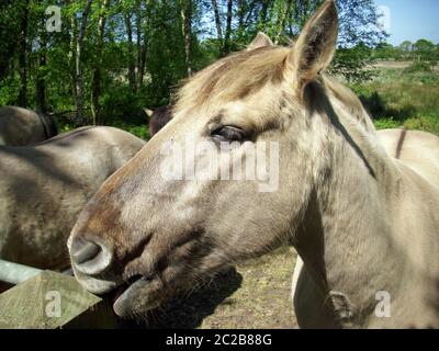 Konic Pony mit Nase auf Zaunpfosten ruht. Für den Naturschutz verwendet Weideflächen. Hintergrund der auf Heide wachsenden Nadelbäume und Birken. Stockfoto