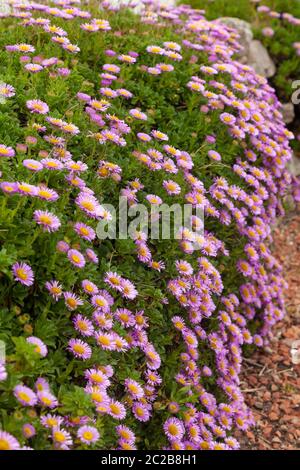 Rhodanthe, rosa Papier Gänseblümchen Juni Schottland Stockfoto