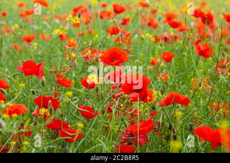 Poppy Field, das Symbol, um die gefallenen Helden des Krieges zu erinnern Stockfoto