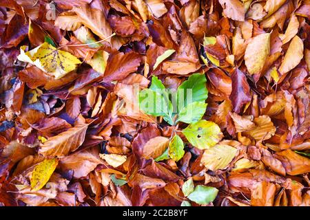 Natürlicher Hintergrund von gefallenen Blättern. Im Freien. Herbstbuche Blätter auf dem Boden Stockfoto