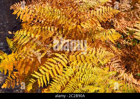 Natürlicher Hintergrund mit Farnblättern. Herbstfarn Blätter im Sonnenlicht Stockfoto