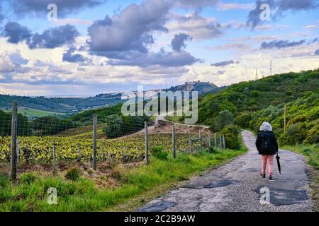 Weinberge im Naturpark Arrabida entlang einer kurvenreichen Straße nach Palmela. Portugal Stockfoto