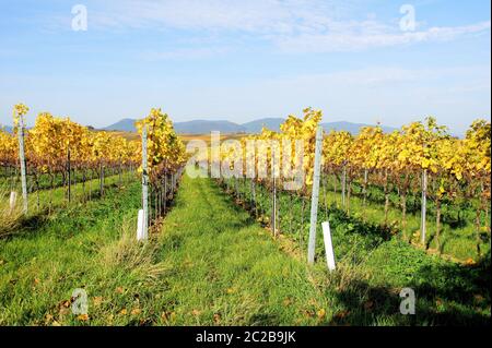 gelber Weinberg im Herbst in der Pfalz bei Ilbesheim Stockfoto