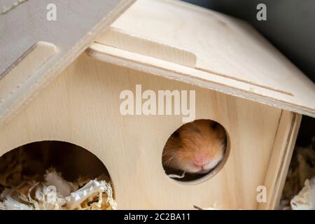 Verschlafener syrischer Hamster stampfte sich durch das Fenster des Holzhauses in ihren Käfig Stockfoto