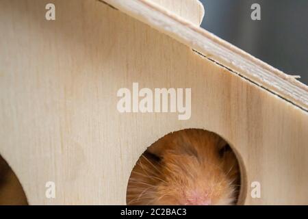 Verschlafener syrischer Hamster stampfte sich durch das Fenster des Holzhauses in ihren Käfig Stockfoto