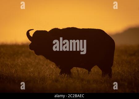 Büffel steht in Silhouette bei Sonnenaufgang Stockfoto