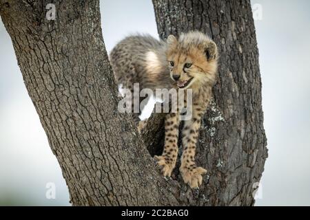 Cheetah cub steht im Baum öffnen den Mund Stockfoto