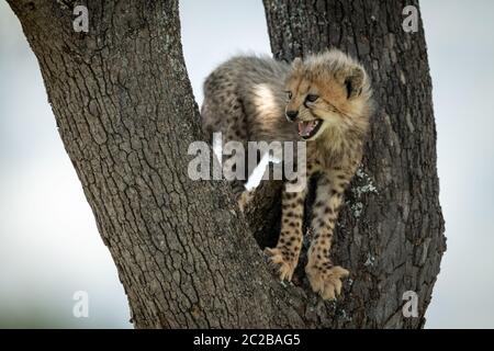 Cheetah cub steht in Baum, Mutter Stockfoto