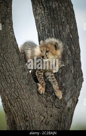 Cheetah cub steht im Baum Blick zurück Stockfoto