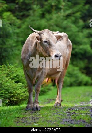 Süße braune Kuh in der Nähe des Waldes Stockfoto