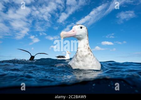 Antipodäischer Albatros. Stockfoto