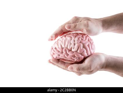 Menschliche Gehirn durch die Hände auf weißem Hintergrund abgedeckt Stockfoto