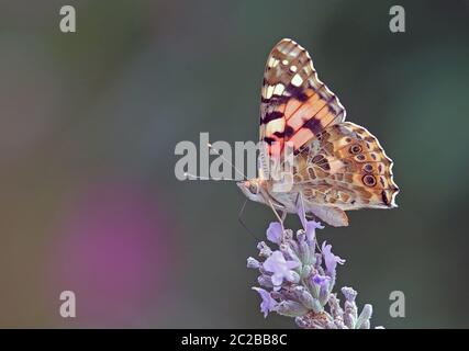 Macro Thistle Age Vanessa cardui auf Lavendel Lavandula angustifolia Stockfoto