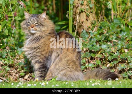 Angora Katze Stockfoto