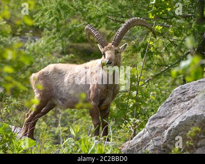 Alpensteinbock, der Blätter frisst Stockfoto