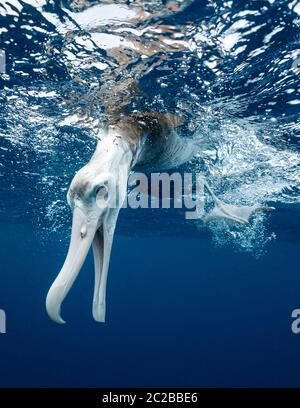 Blick auf den Albatross unter Wasser. Stockfoto