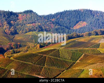süddeutsche Landschaft mit Weinberg in Herbstfarben und Herbstwald im Hintergrund Stockfoto