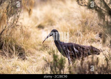 Endemische vogel Gelbstirn-blatthühnchen Ibis Fütterung auf Masse. Bostrychia carunculata in Simien Berge, Äthiopien Tierwelt, Afrika Stockfoto