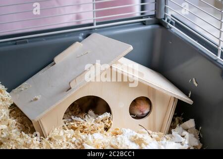 Verschlafener syrischer Hamster stampfte sich durch das Fenster des Holzhauses in ihren Käfig Stockfoto