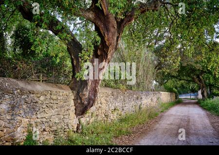 Ländlicher Weg, Vila Nogueira de Azeitao. Setubal, Portugal Stockfoto