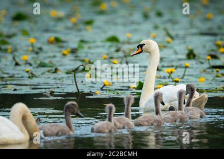 Cygnets Höckerschwan (Cygnus olor) Schwimmen an einem sonnigen Tag im Frühjahr (Wien, Österreich) Stockfoto