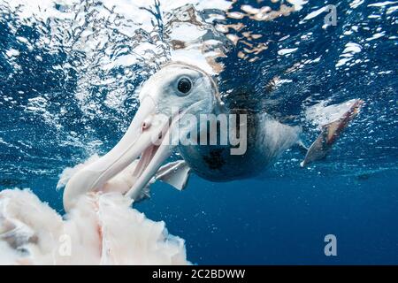 Albatross-Unterwasserblick, der Fischreste fresst. Stockfoto