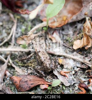 Frosch oder Unkeul zur Paarungszeit im Gestrüpp Stockfoto