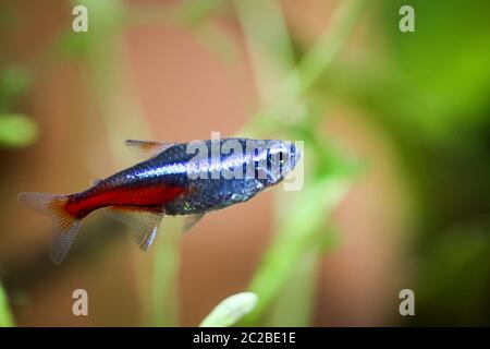 Ein Neonfisch im Aquarium Stockfoto