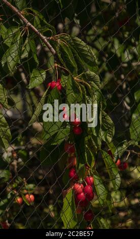 Reife rote Kirschen, die im Juni an einem Zweig eines Stella-Kirschbaums im Garten hängen und bereit für die Ernte sind. Die Früchte sind biologisch angebaut. Stockfoto