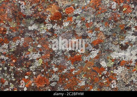 Bunte Flechtenvegetation auf Felsen im Felbertal bei Mittersill Stockfoto