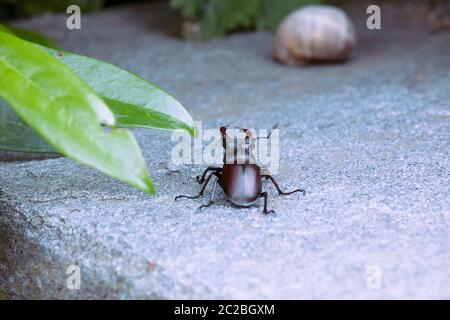 Männchen von Hirschkäfer aus der Nähe im Garten, Rückansicht. Lucanus Cervus. Großes Insekt mit massiven Hörnern auf Steingrund. Stockfoto