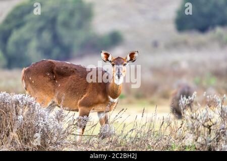 Weibliche Endemisch Sehr seltene Mountain Nyala, Tragelaphus buxtoni, große Antilope in Bale Mountain National Park, Äthiopien, Afrika wildlife Stockfoto