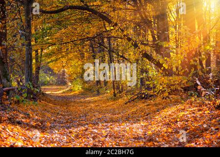 Schönen Tag im Herbst Wald mit Sonnenstrahlen. Stockfoto