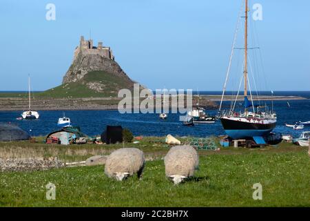 Blick über Schafe und Bucht zum Lindisfarne Castle, Lindisfarne (Holy Island), Northumberland, England, Großbritannien, Europa Stockfoto