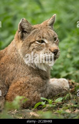 lynx im Wald Stockfoto