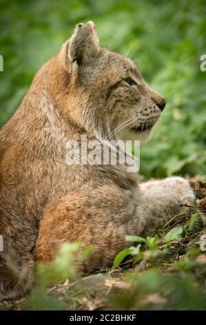 lynx im Wald Stockfoto